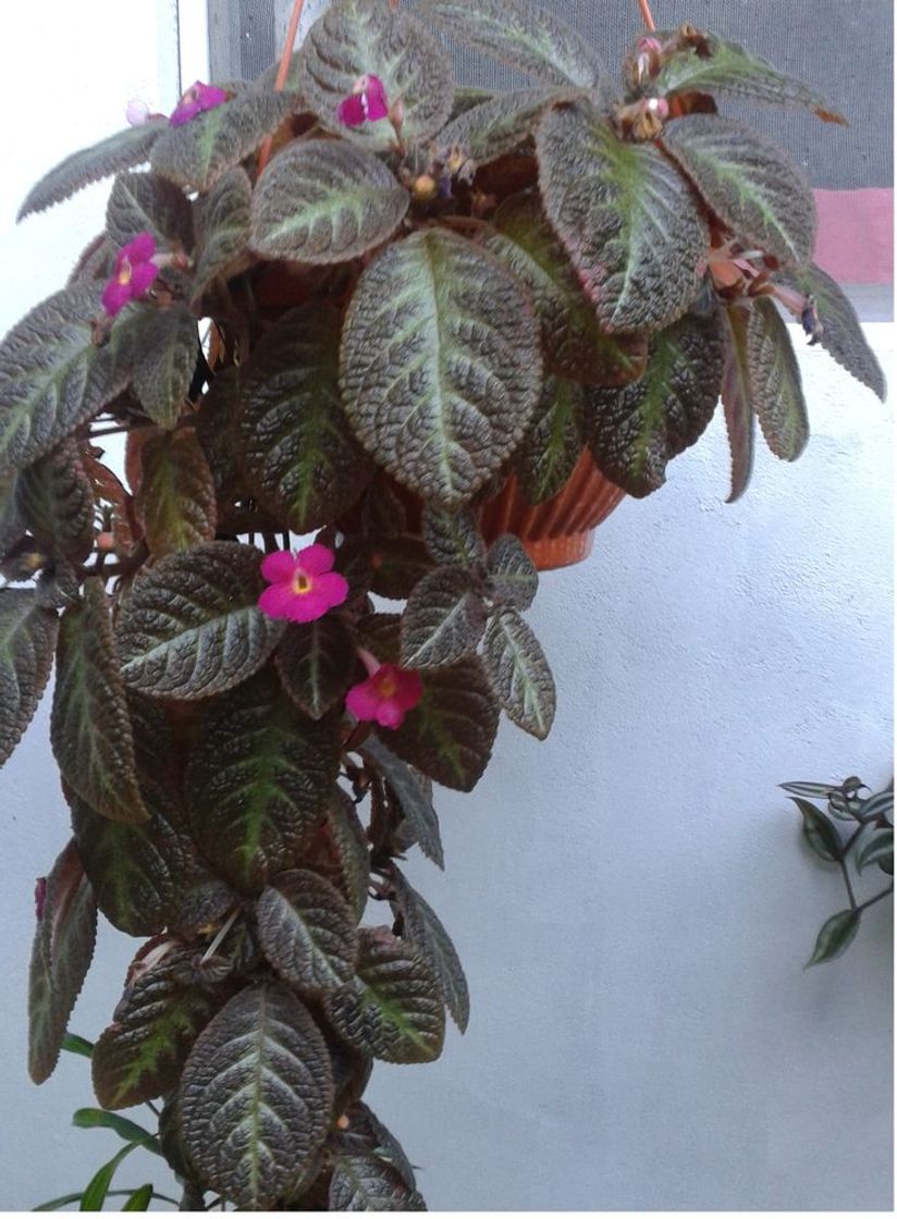 Social Episcia Pink | Jardinagem urbana, Begônias, Orquídeas