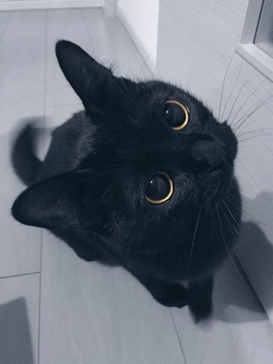 Gatinhos pretos merecem todo o amor mundo 🐈‍⬛❤️