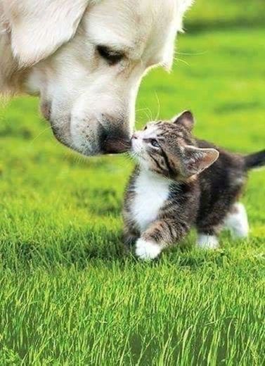 Dog and cat 