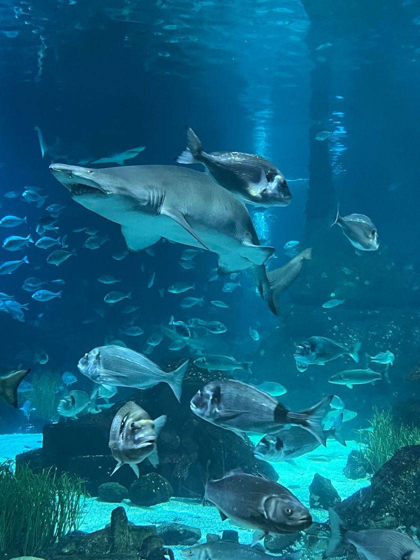 Place Aquarium de Barcelona