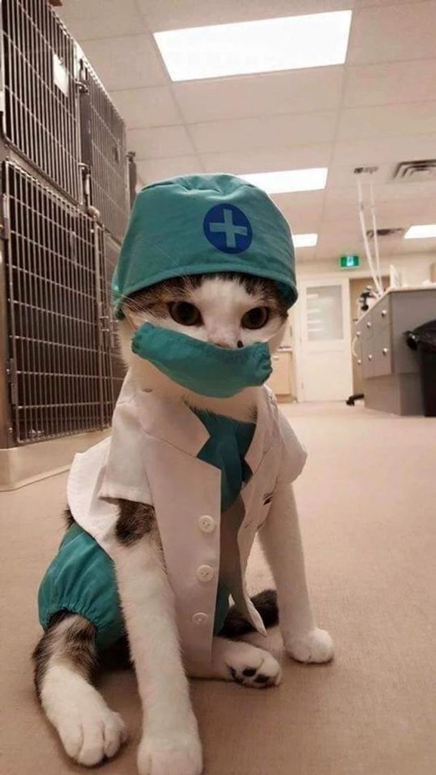 Fashion Doctor Cat 