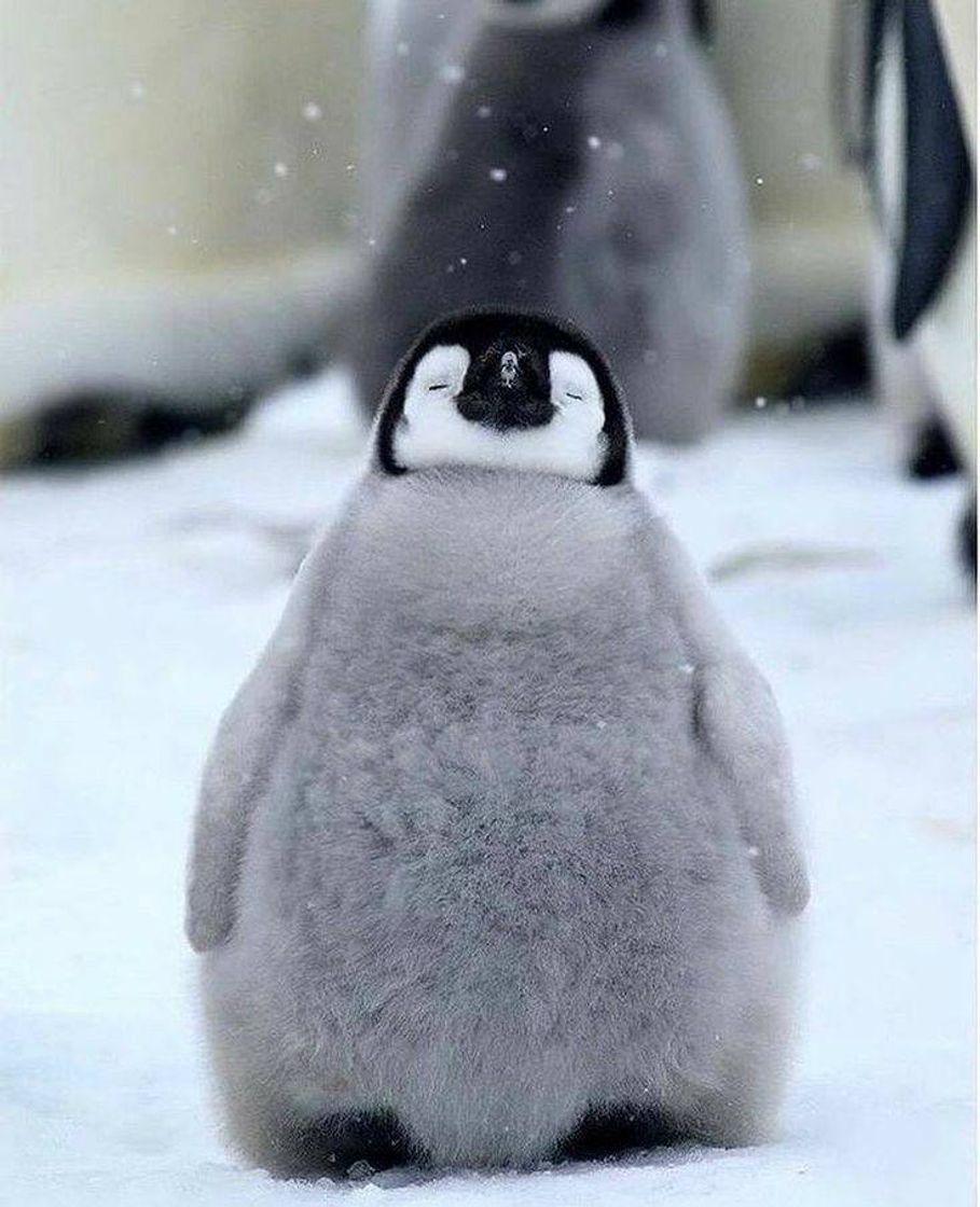 Fashion Pinguim 🐧