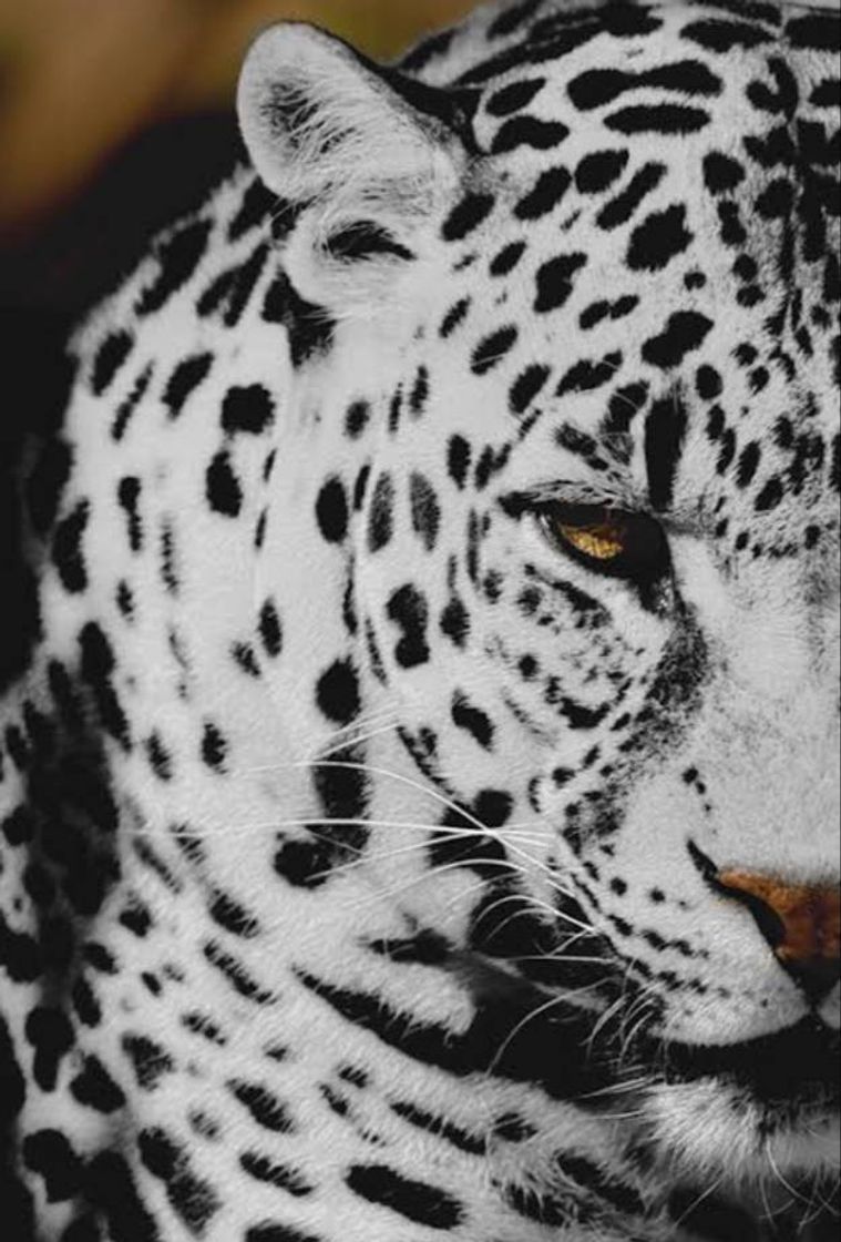 Fashion #white #tumblr #branco #bigcat #gatinho #wallpape #papel