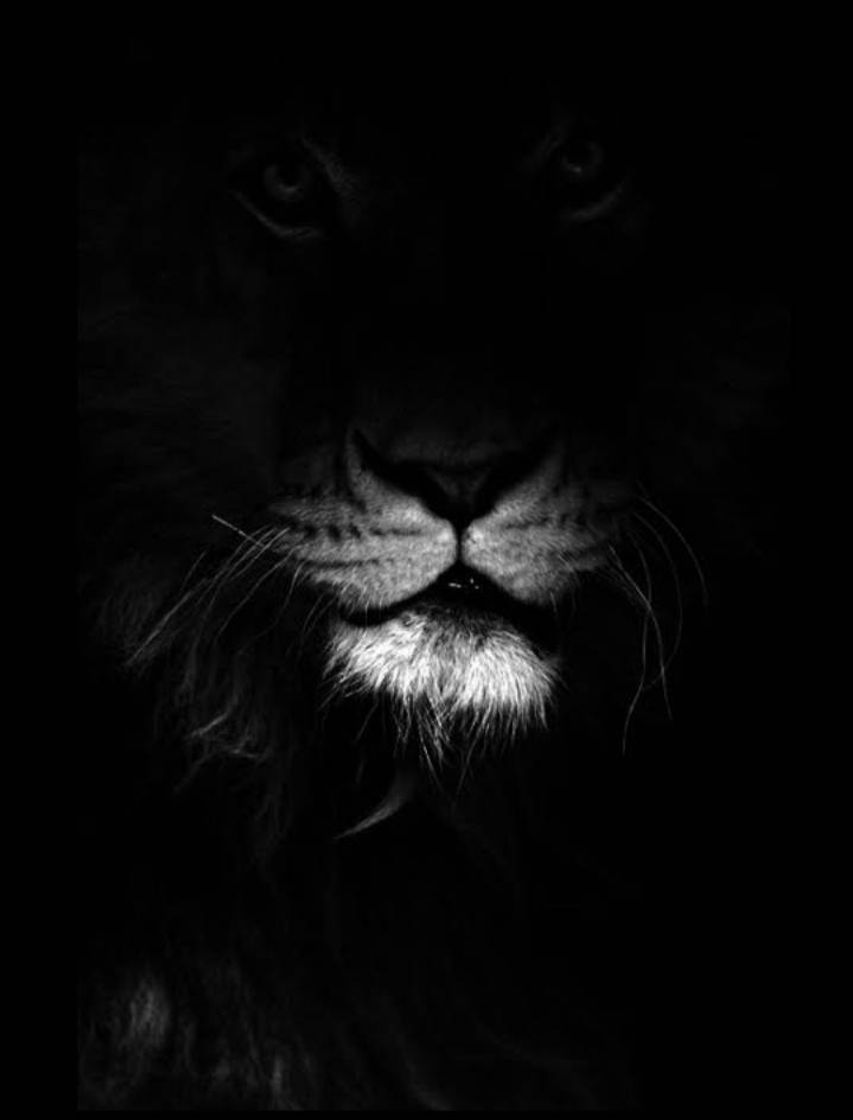 Fashion Black 🖤 Lion leão Tumblr wallpaper