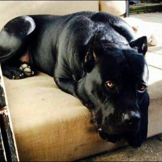 #cachorro #dog Blackdog