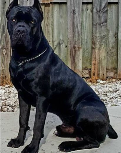 #blackdog #dog #cachorro #black