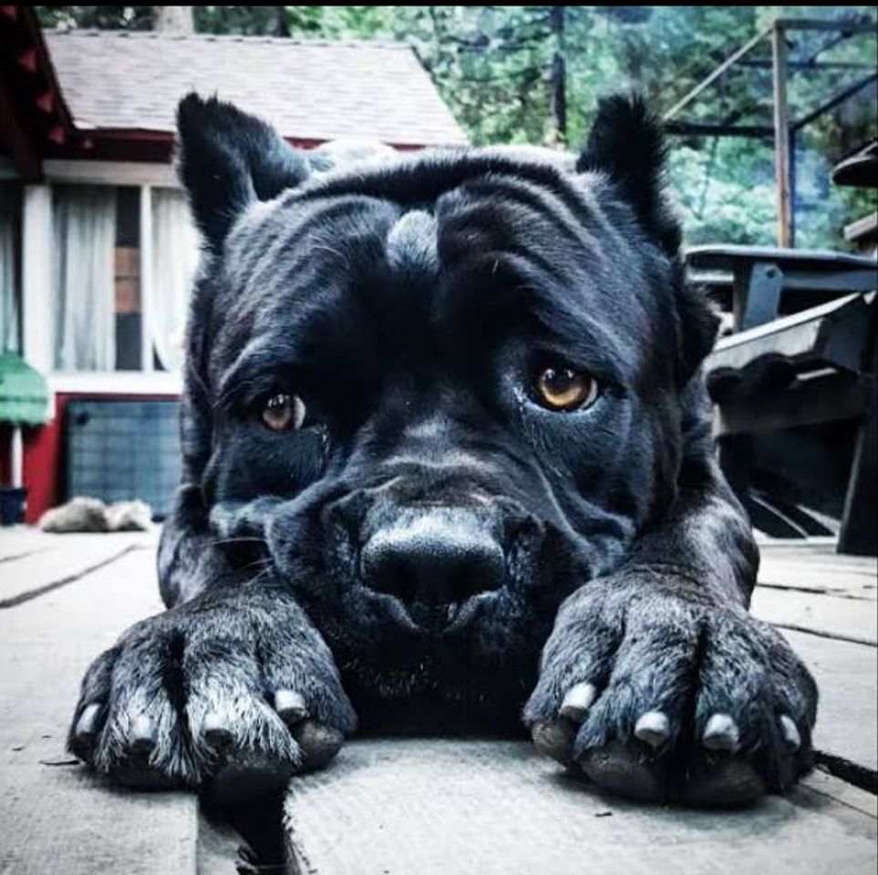 Fashion #canecorso #blackdog #dog #cachorro