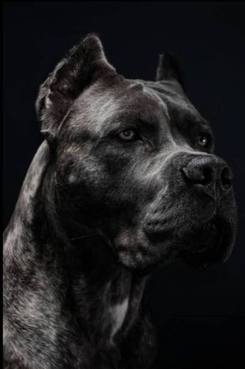 #blackdog #canecorso #dog #cachorro #black #tumblr