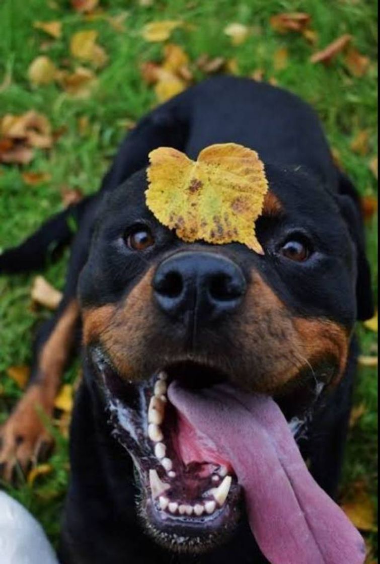 Fashion #rottwailer #black #dog #blackdog #cachorro 