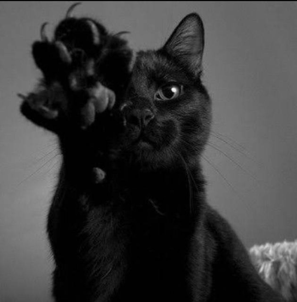 Fashion #Blackcat #cat #black