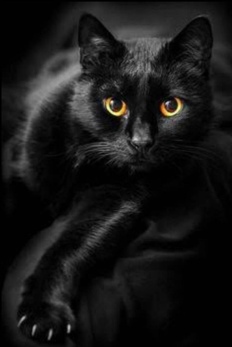 Fashion #blackcat #cat #black #tumblr 