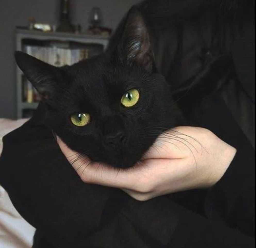 Fashion #blackcat #cat #black #tumblr