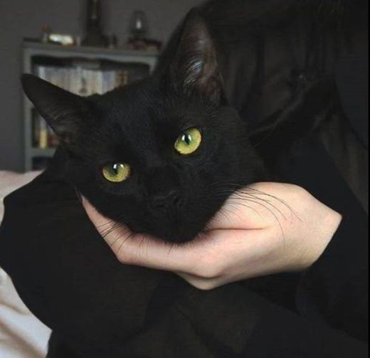 #blackcat #cat #black #tumblr