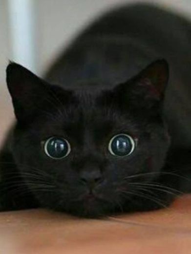 #blackcat #cat #black #tumblr