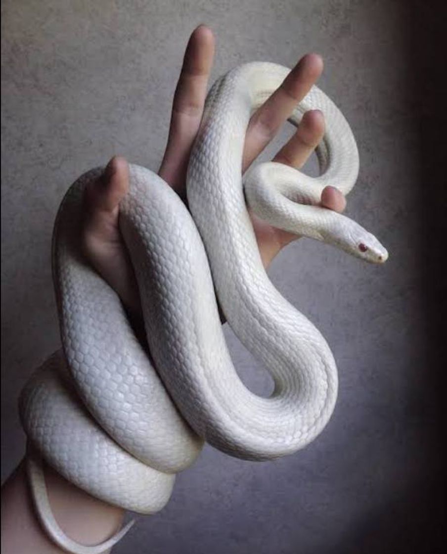 Fashion #white #tumblr #snake 