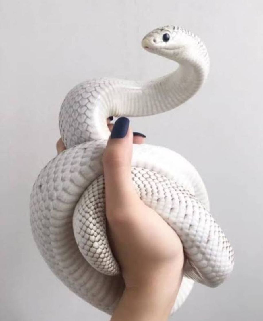 Fashion #snake #white #serpente 