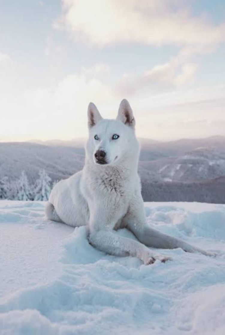 Social #whitedog #white #dog #husky #cachorro 