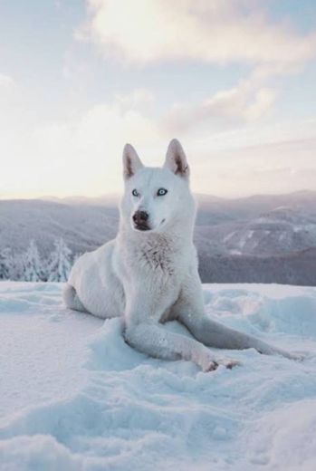 #whitedog #white #dog #husky #cachorro 
