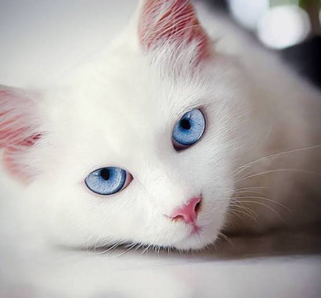 Fashion #cat #whitecat #white