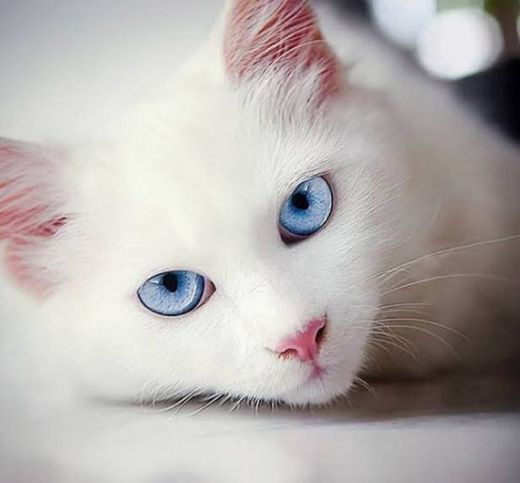 #cat #whitecat #white