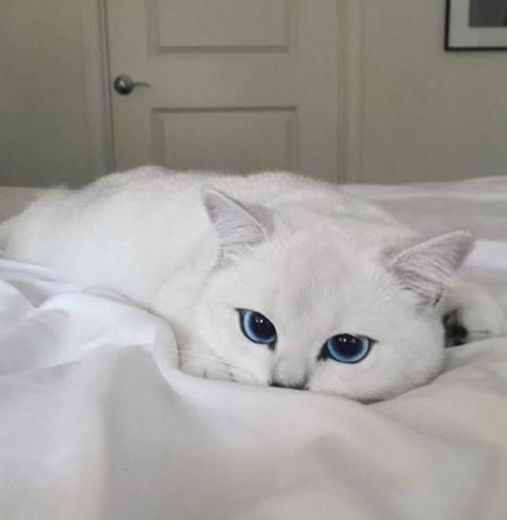 #whitecat #white #cat #branco #gato 