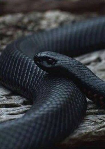 #blacksnake #black #snake 