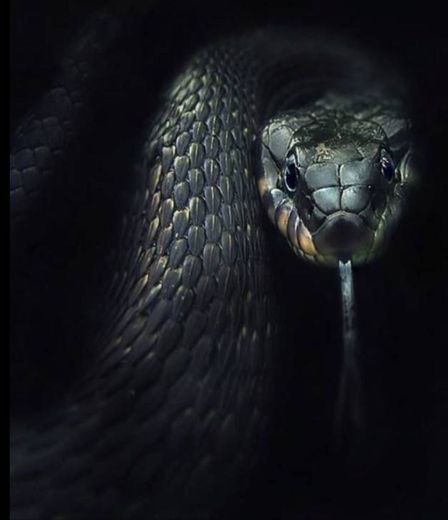 #snake #black 