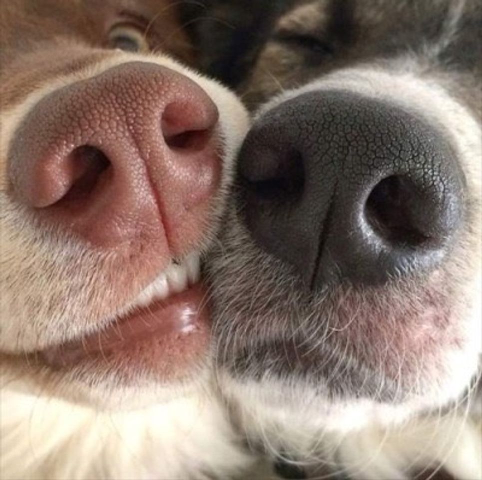 Social Dog