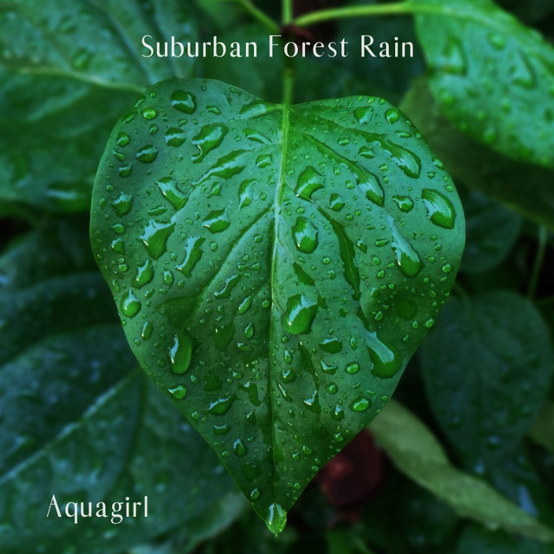 Music Suburban Forest Rain 1