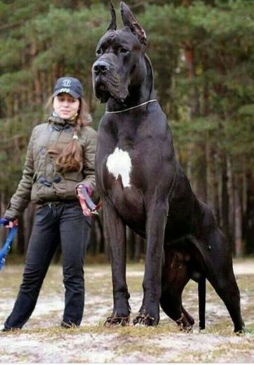 cães gigantes 