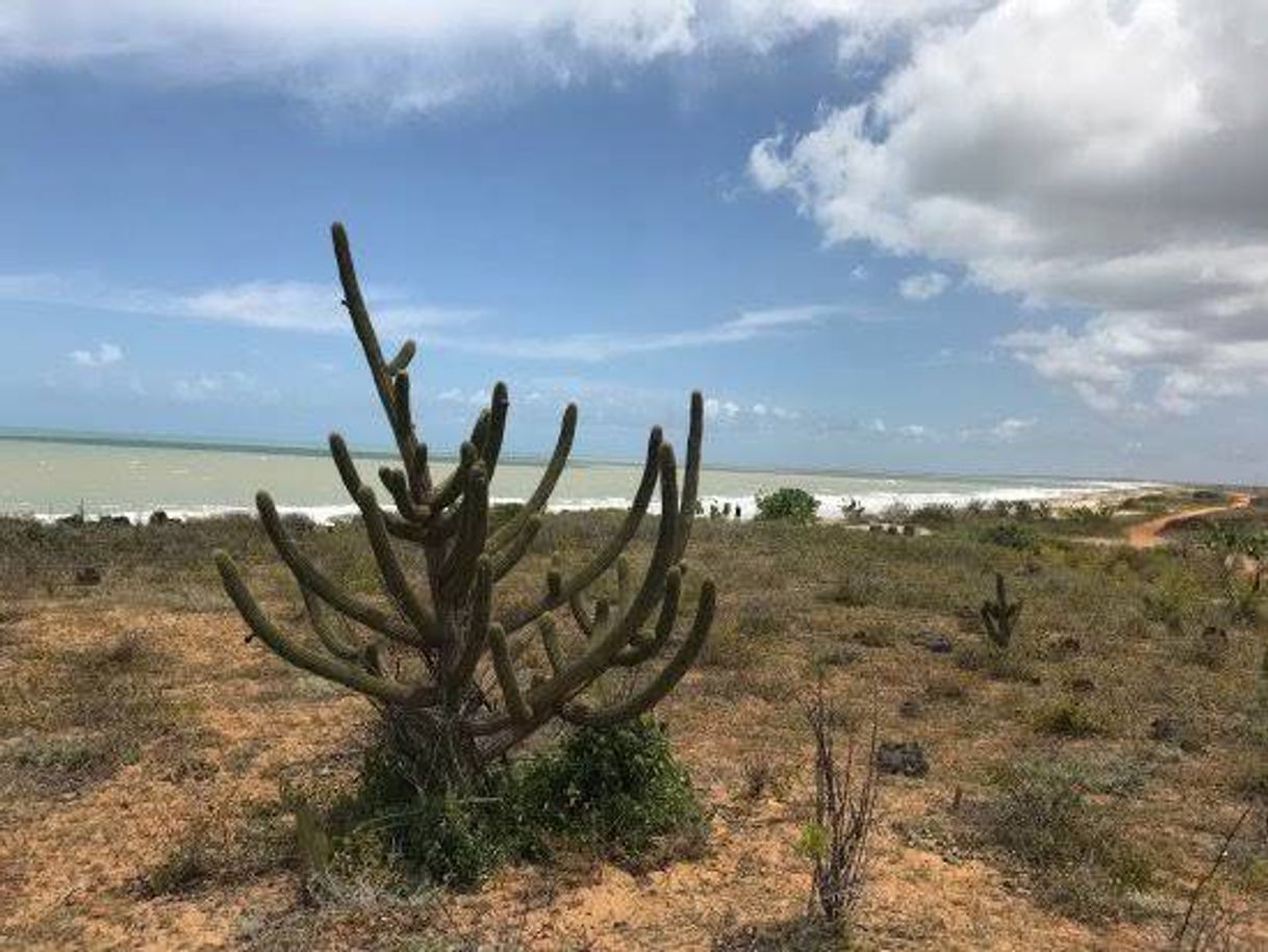 Moda Caatinga e Litoral