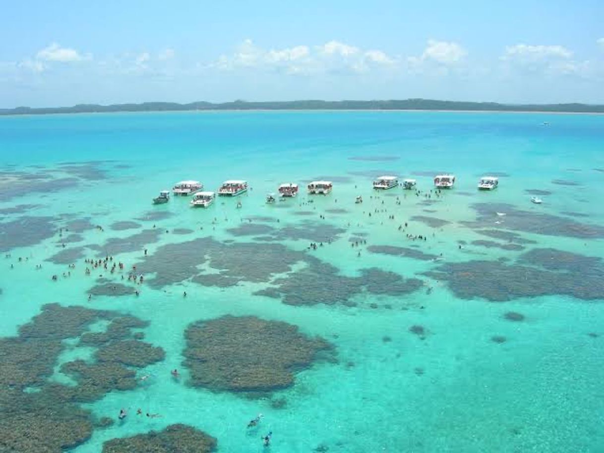 Lugar Piscinas Naturais de Maragogi - AL