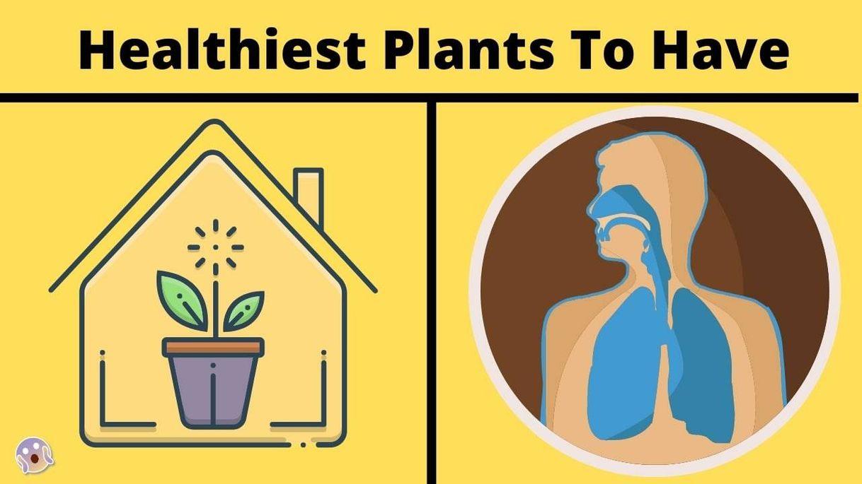 Moda 10 Air Purifying Plants You NEED For Your Home