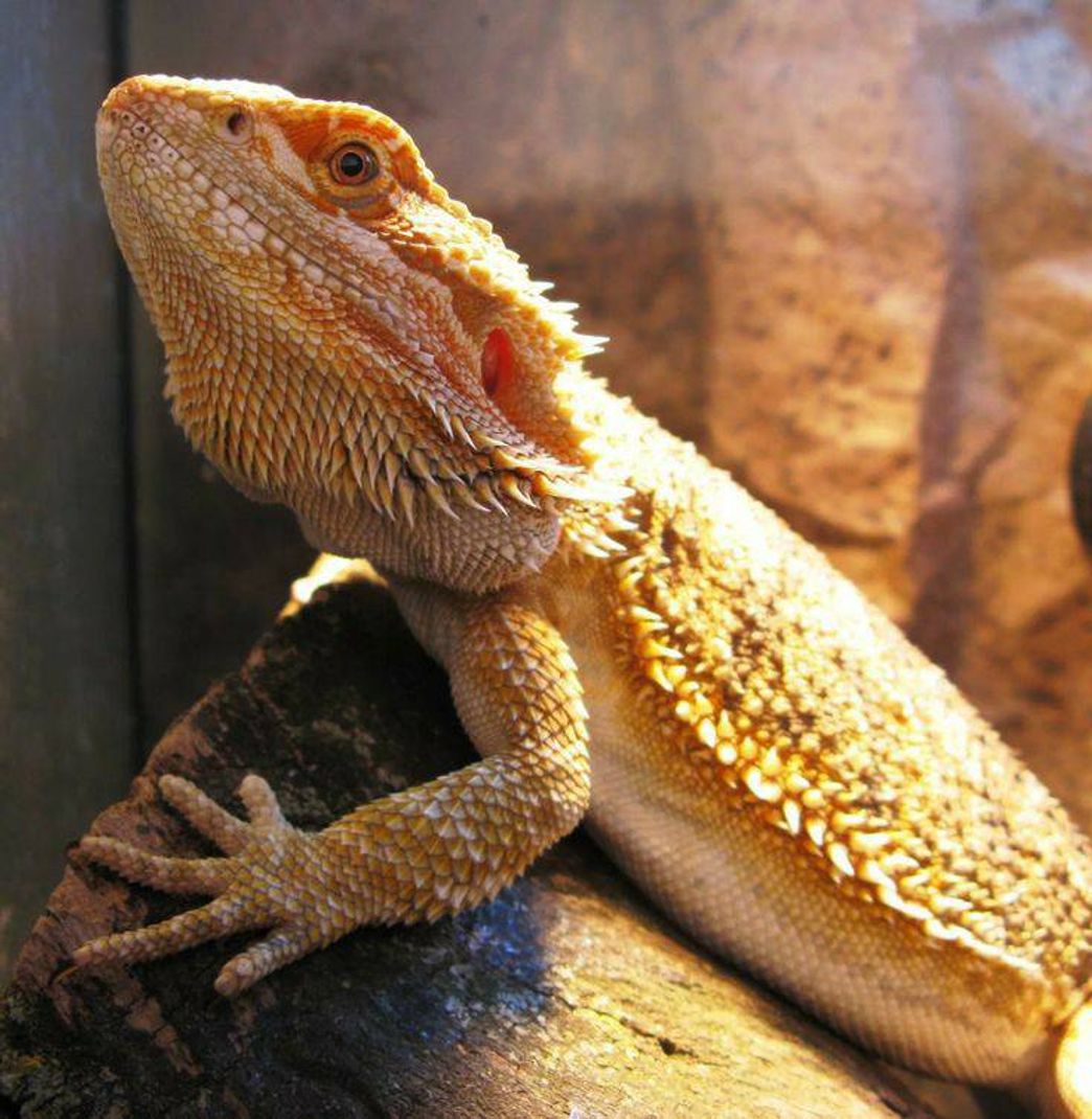 Fashion Pogona