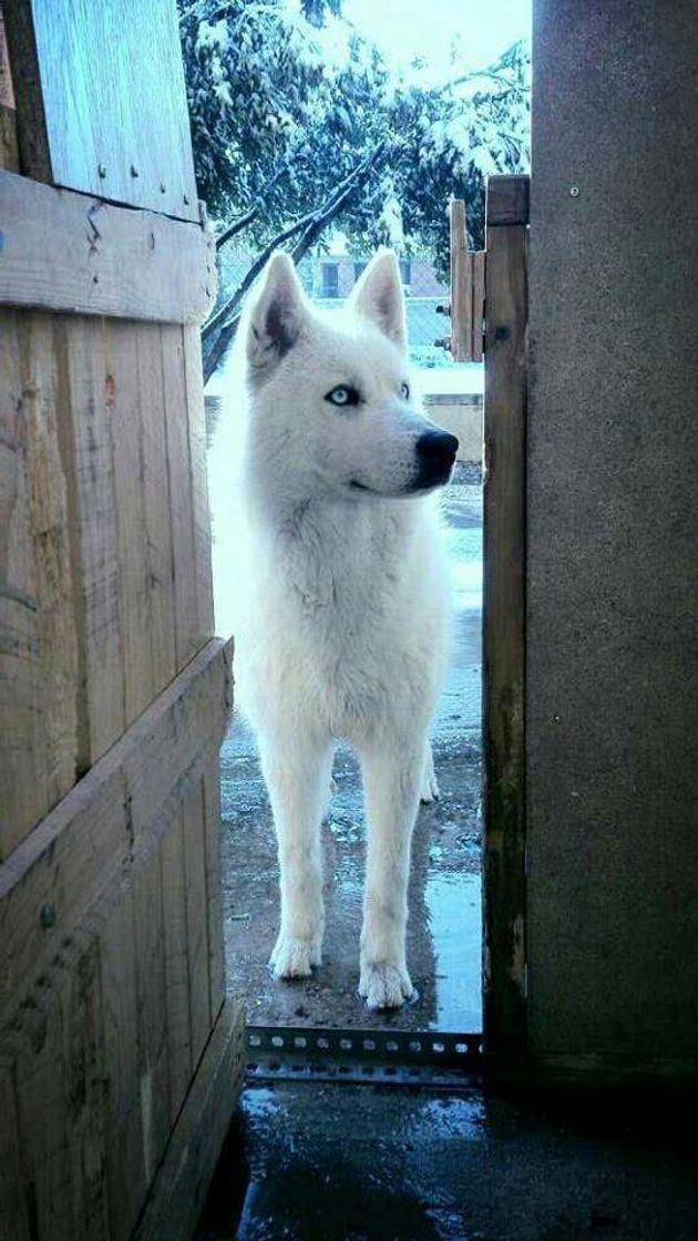 Fashion Huskie dog 