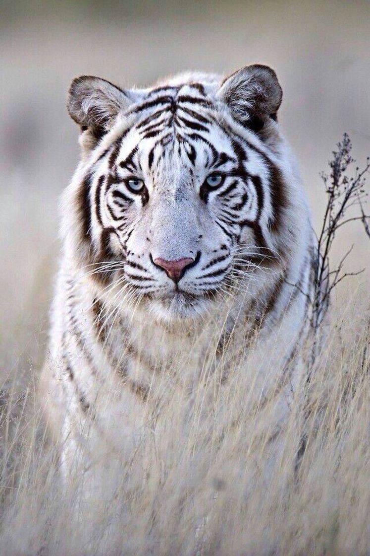 Fashion White tiger