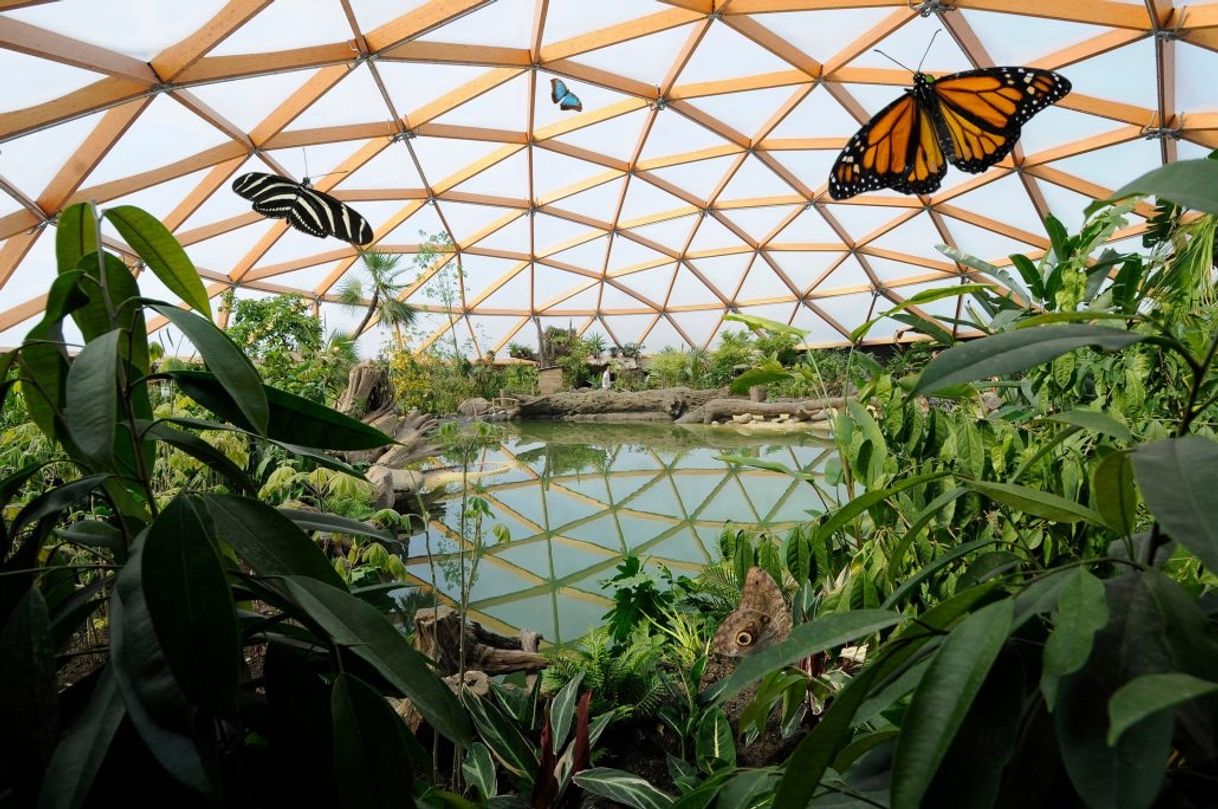 Lugar Blijdorp Rotterdam Zoo