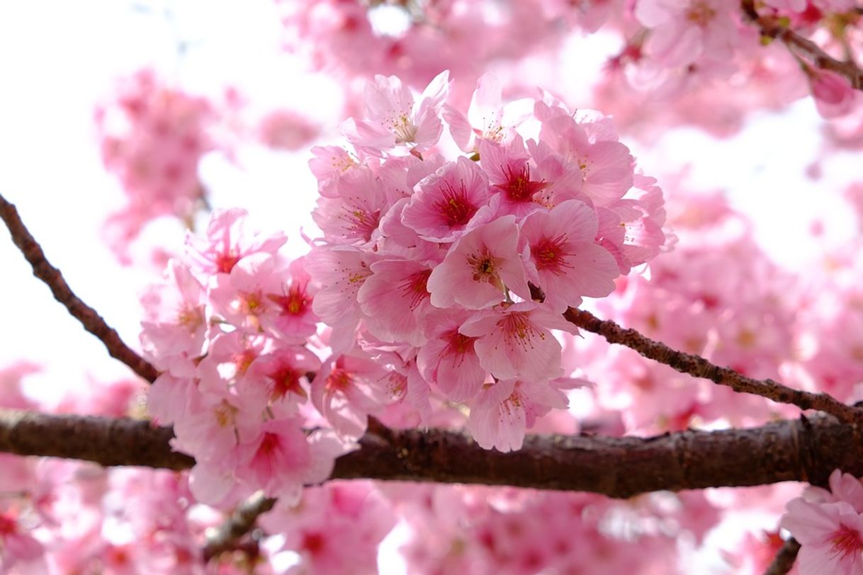 Social Paisagens, flores, a beleza das árvores de cerejeira.