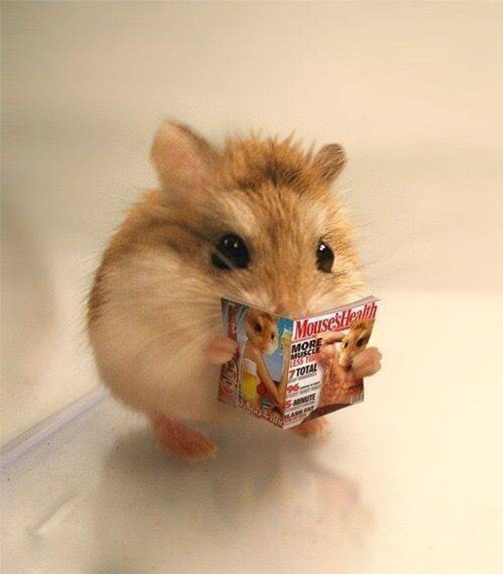 Fashion Hamsters;)