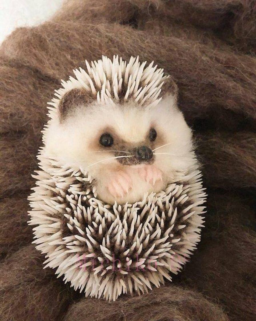 Fashion 🦔