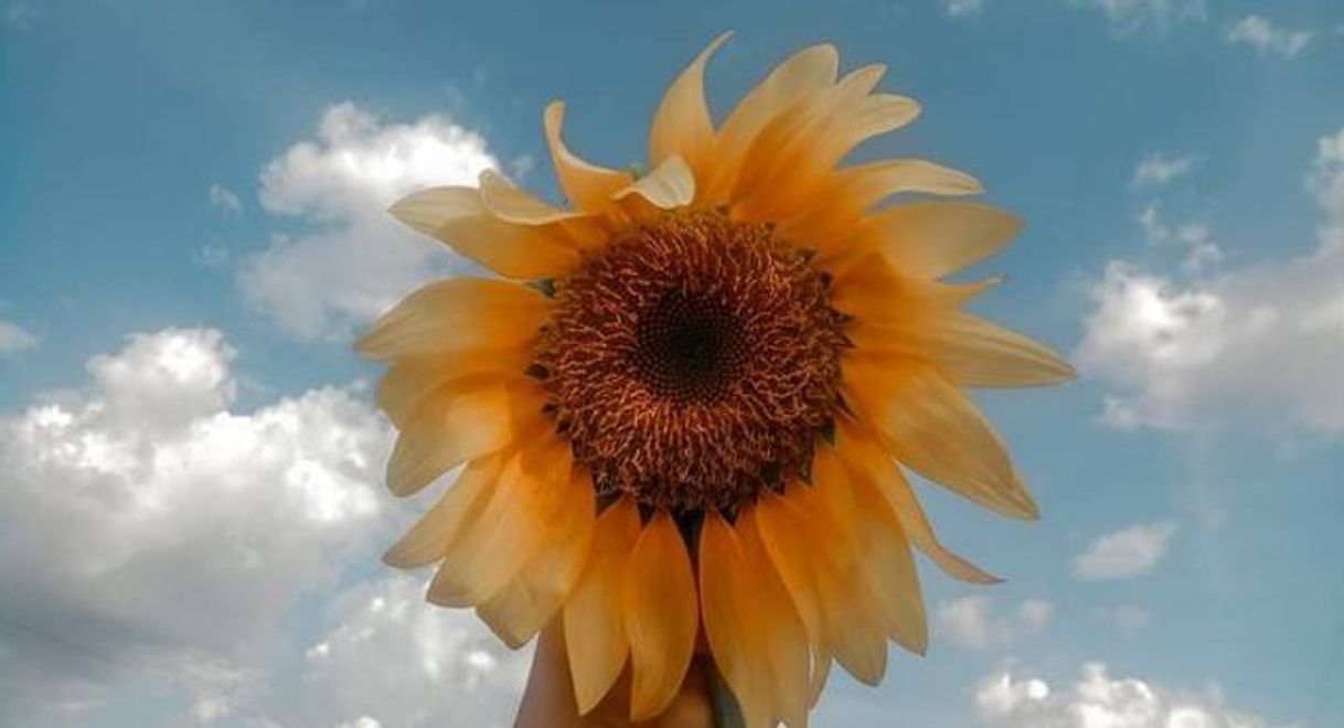Social Céu e girassol ☁️🌻 #Fotografia #Natureza 