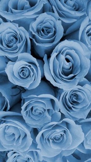 Roses blue