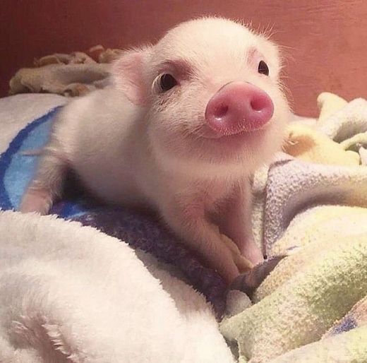 🐷