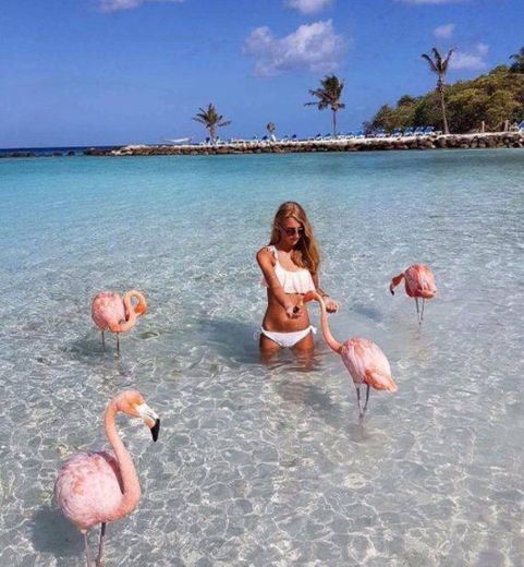 Flamingo Beach in Aruba 