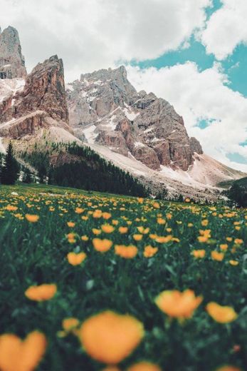 ⛰🌼