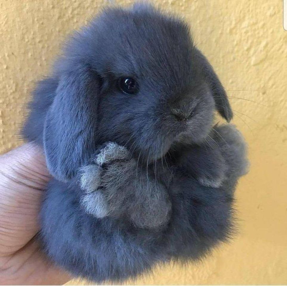 Social Um filhotinho de coelho 🐇