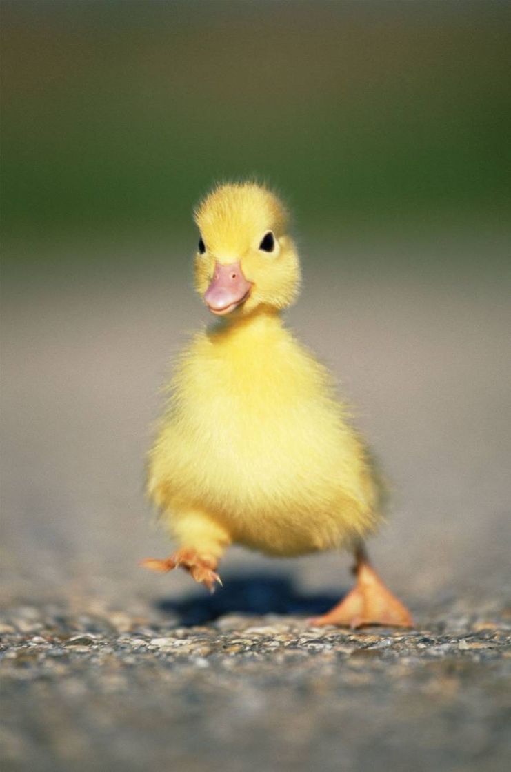 Social Filhotinho de pato 🤗