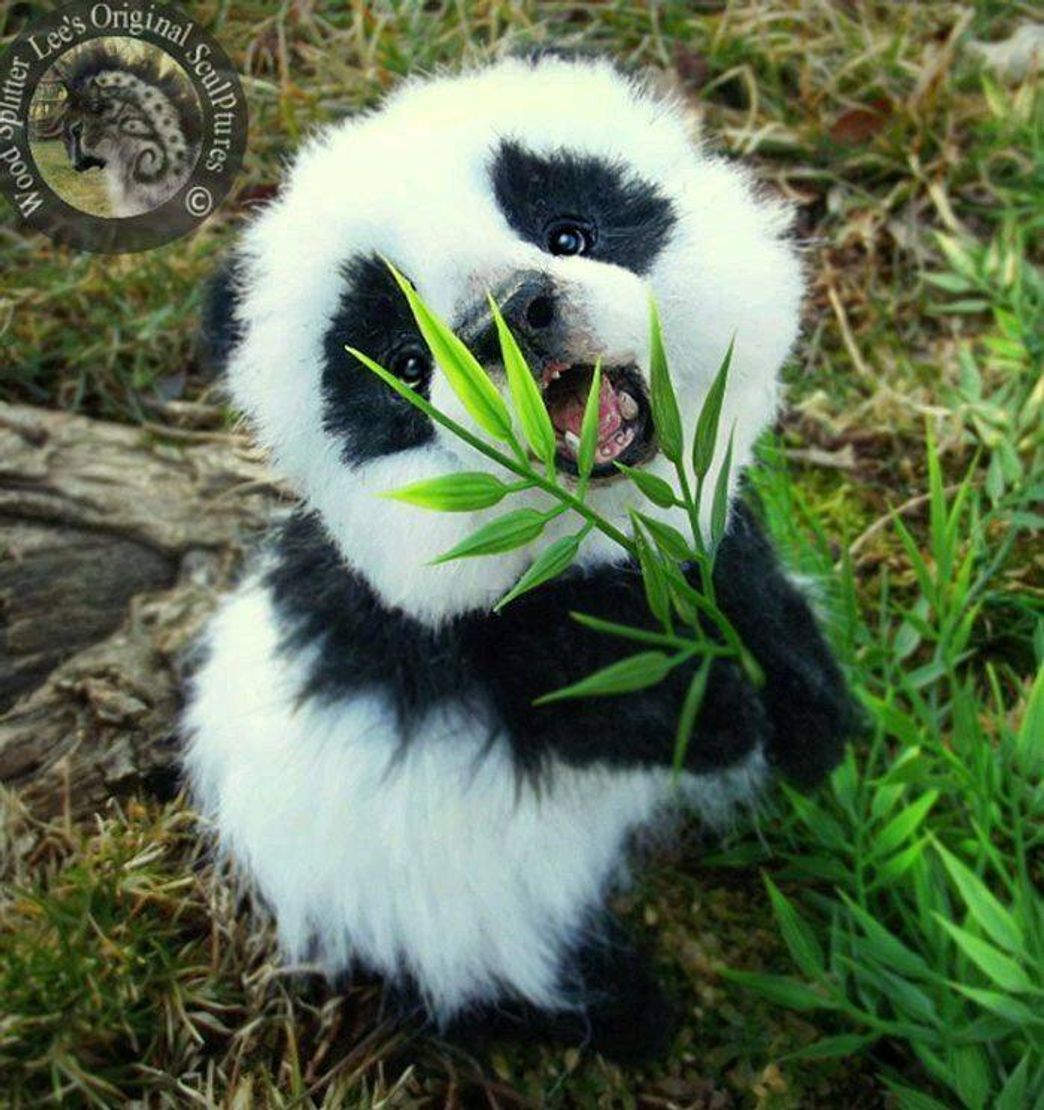 Social Pandinha 🐼