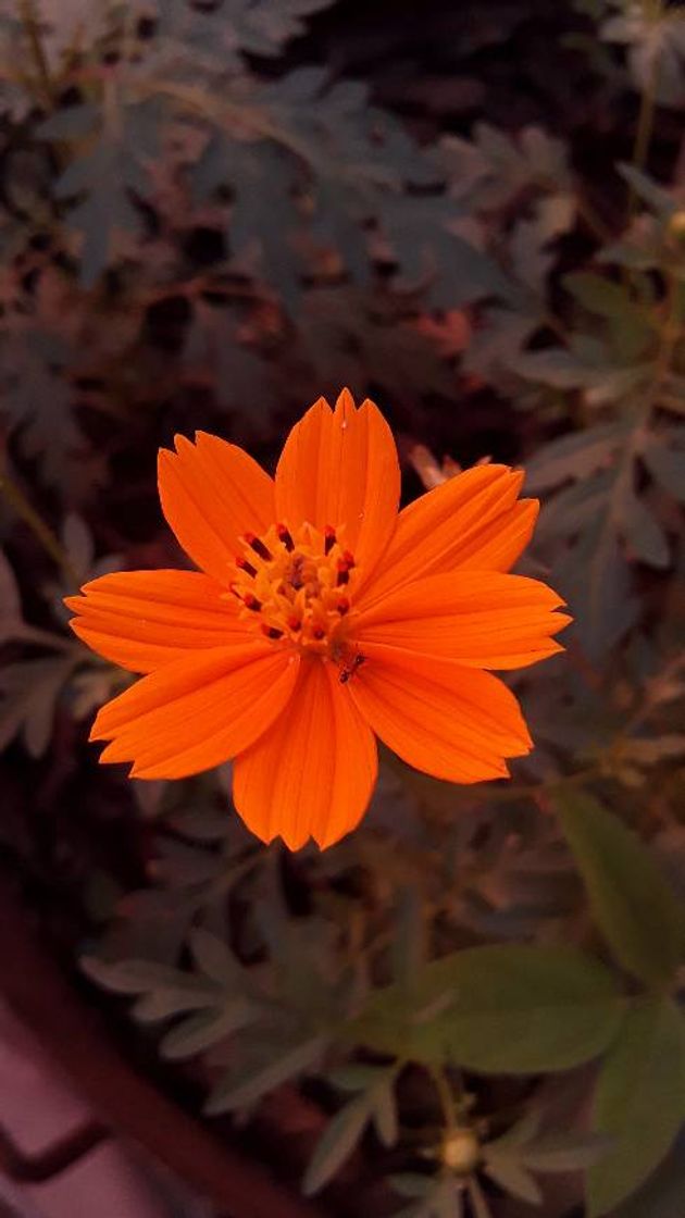 Fashion Aqui você encontra fotos de Flores🌼