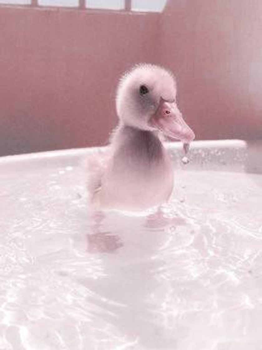 — duck